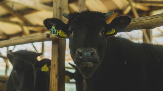 神石牛プロジェクト事業内容